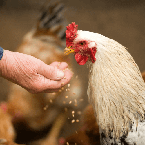 poulet