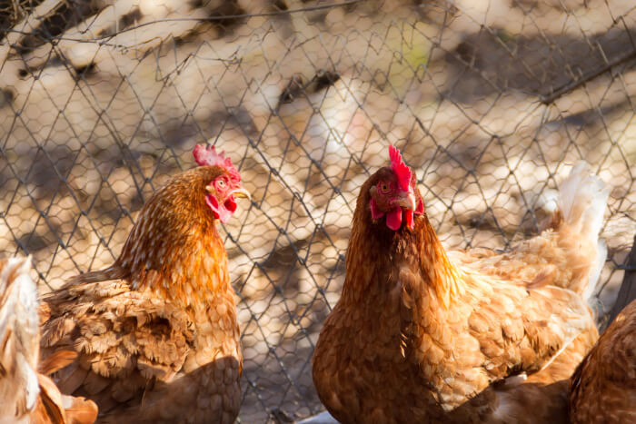 cmv poulet